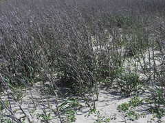 Phragmites australis berlandieri