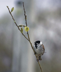Emberiza schoeniclus