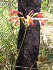 Alstroemeria gardneri
