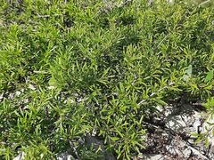 Rhamnus tortuosa