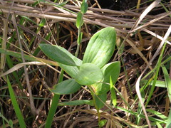 Alstroemeria gardneri