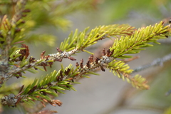 Arceuthobium pusillum