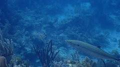 Scomberomorus regalis