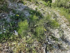 Ephedra procera