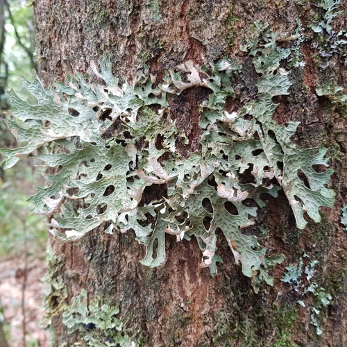 Lobaria macaronesica