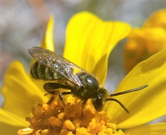 Acunomia