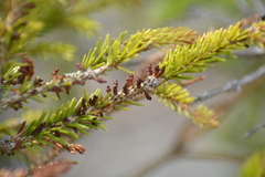 Arceuthobium pusillum