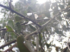 Capparis sepiaria