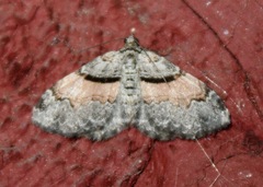 Xanthorhoe labradorensis