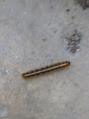 Malacosoma americana