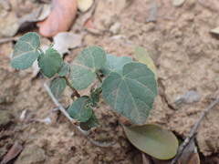 Abutilon sonneratianum