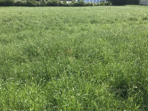 Lolium multiflorum