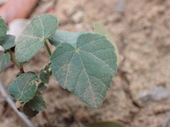 Abutilon sonneratianum