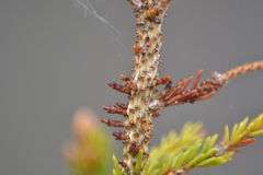 Arceuthobium pusillum