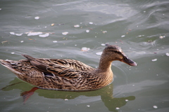 Anas platyrhynchos