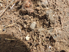 Omorgus pastillarius