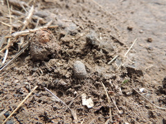 Omorgus pastillarius