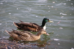 Anas platyrhynchos