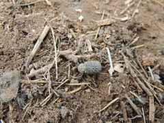 Omorgus pastillarius