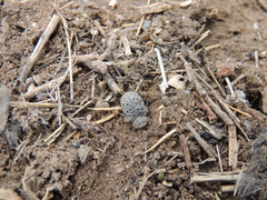 Omorgus pastillarius