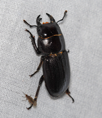 Dorcus parallelus