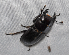 Dorcus parallelus