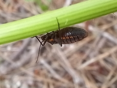 Horistus orientalis