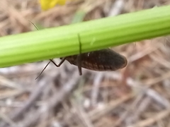 Horistus orientalis