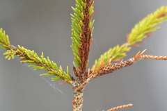 Arceuthobium pusillum