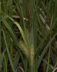 Carex hyalinolepis