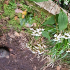 Ageratina riparia image