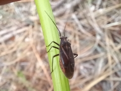 Horistus orientalis