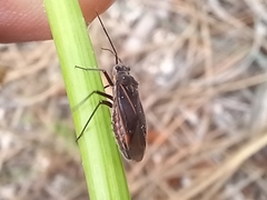 Horistus orientalis