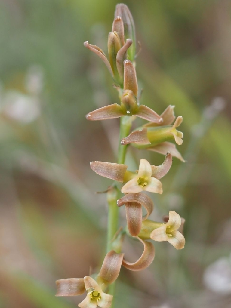 Brown Bells