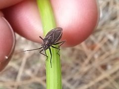 Horistus orientalis