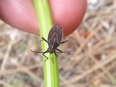 Horistus orientalis