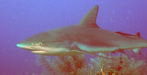 Cayo Algodoncito