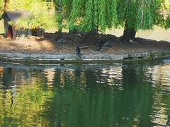 Phalacrocorax carbo