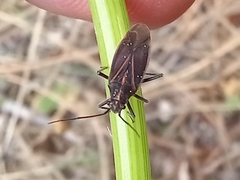 Horistus orientalis