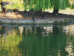 Phalacrocorax carbo