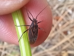 Horistus orientalis