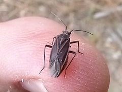 Horistus orientalis