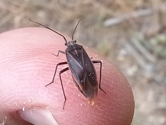 Horistus orientalis