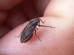 Horistus orientalis