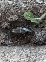 Harpalus affinis