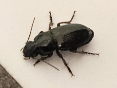 Harpalus affinis