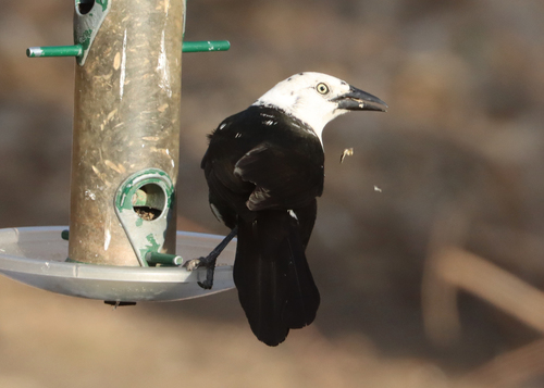 Common Grackle, photo 10 of 10