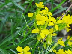 Erysimum cuspidatum