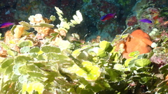 Gramma melacara