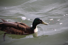 Anas platyrhynchos domesticus